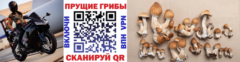 МЕГА зеркало  Кохма  Псилоцибиновые грибы ЛСД  купить наркотик 